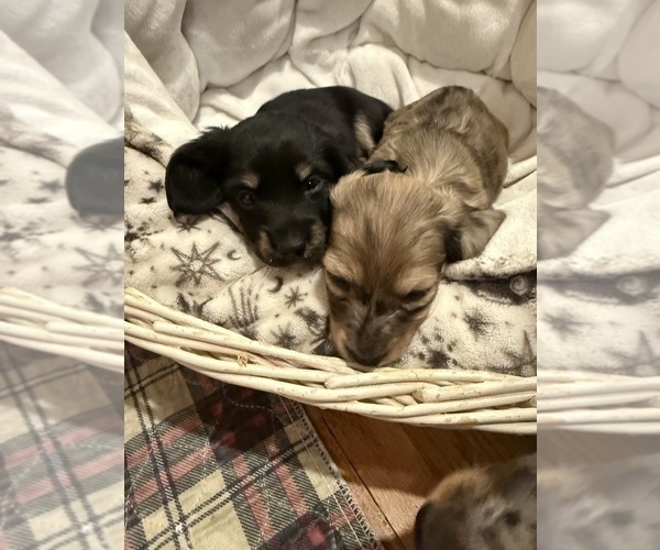 Medium Photo #4 Dachshund Puppy For Sale in LANEXA, VA, USA