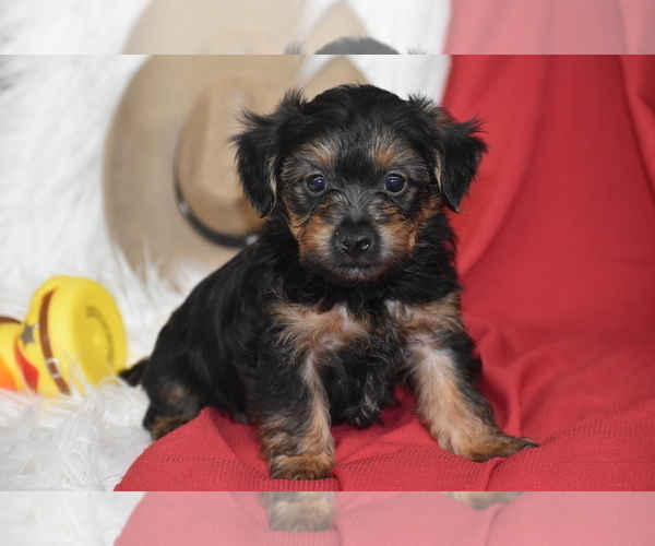 Medium Photo #1 Yorkipoo Puppy For Sale in ELDORADO, OH, USA