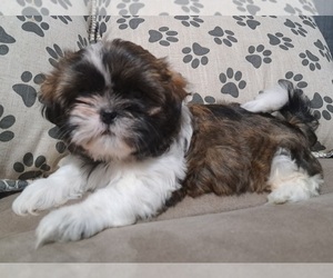 Shih Tzu Puppy for sale in BERRYVILLE, VA, USA