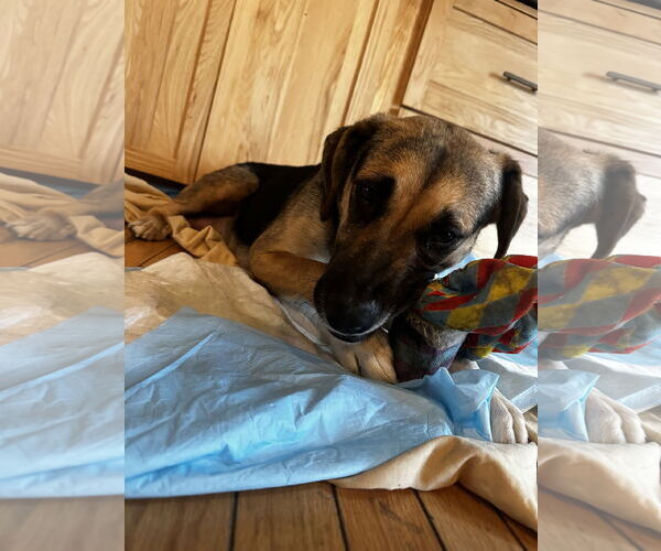 Medium Photo #5 Shepradors Puppy For Sale in Princeton, MN, USA