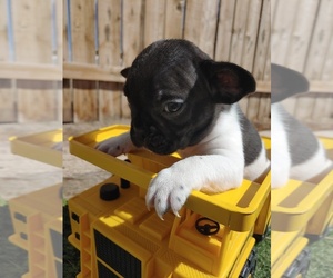 French Bulldog Puppy for sale in CANON CITY, CO, USA