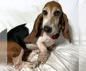 Basset Hound Dogs for adoption in Deepwater, NJ, USA