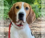 Small #8 Treeing Walker Coonhound