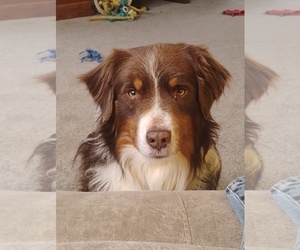 Father of the Miniature American Shepherd puppies born on 04/30/2025