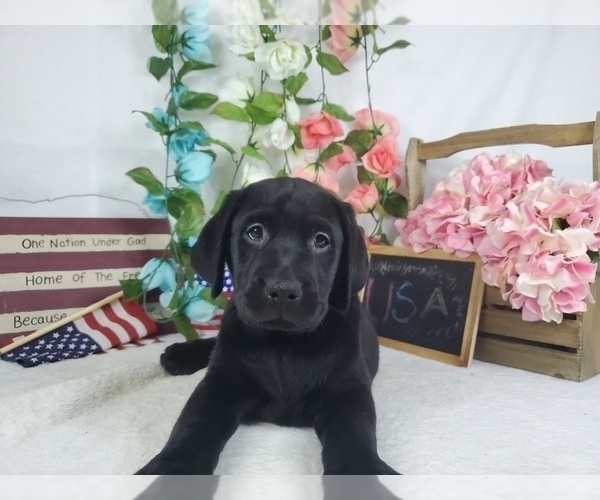 Medium Photo #3 Labrador Retriever Puppy For Sale in COLLEGE STA, TX, USA