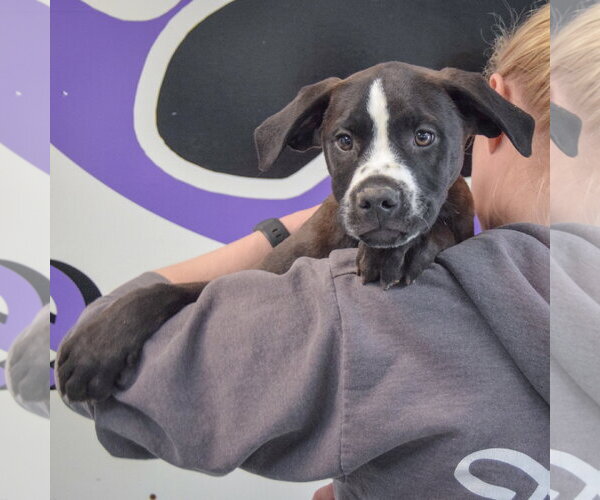 Medium Photo #5 American Staffordshire Terrier-Unknown Mix Puppy For Sale in Huntley, IL, USA
