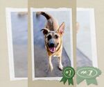 Small #4 German Shepherd Dog Mix