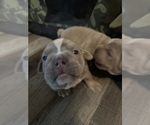 Small Photo #7 Campeiro Bulldog Puppy For Sale in MARYSVILLE, WA, USA
