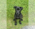 Small #7 Labrador Retriever Mix