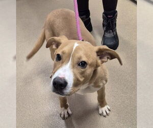 Mutt Dogs for adoption in Decatur, IL, USA