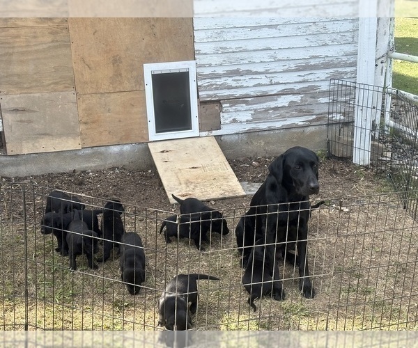 Medium Photo #17 Labrador Retriever Puppy For Sale in GOODHUE, MN, USA