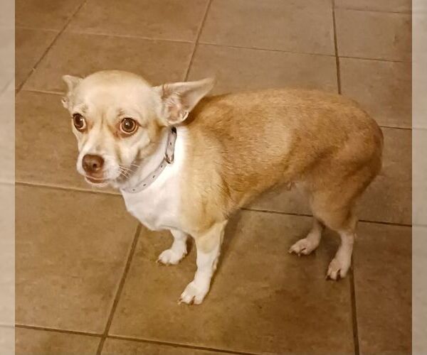 Medium Photo #4 Chihuahua Puppy For Sale in Carrollton, TX, USA