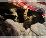 Small #3 Mutt