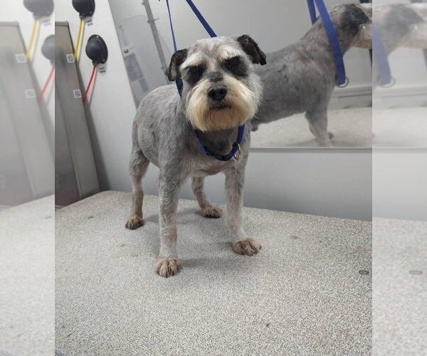 Medium Photo #2 Miniature Schnauzer-Unknown Mix Puppy For Sale in Grafton, WI, USA