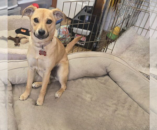 Medium Photo #2 Chihuahua-Unknown Mix Puppy For Sale in Springdale, PA, USA