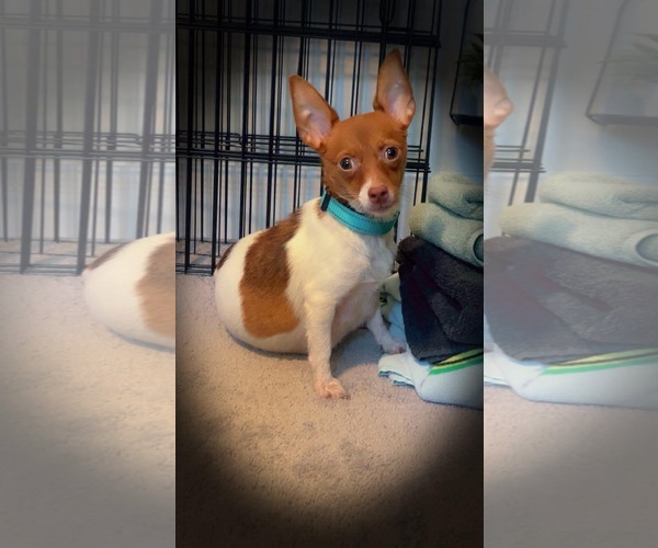 Medium Photo #3 Jack Chi Puppy For Sale in Holly Springs, NC, USA