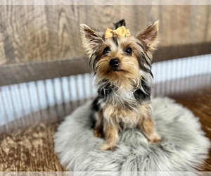 Yorkshire Terrier Puppy for sale in NAPPANEE, IN, USA