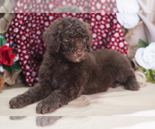 Medium Photo #2 Poodle (Standard) Puppy For Sale in PEYTON, CO, USA