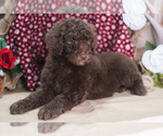 Small Photo #2 Poodle (Standard) Puppy For Sale in PEYTON, CO, USA