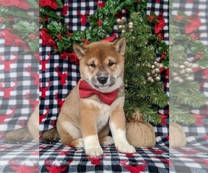 Shiba Inu Puppy for sale in PEACH BOTTOM, PA, USA
