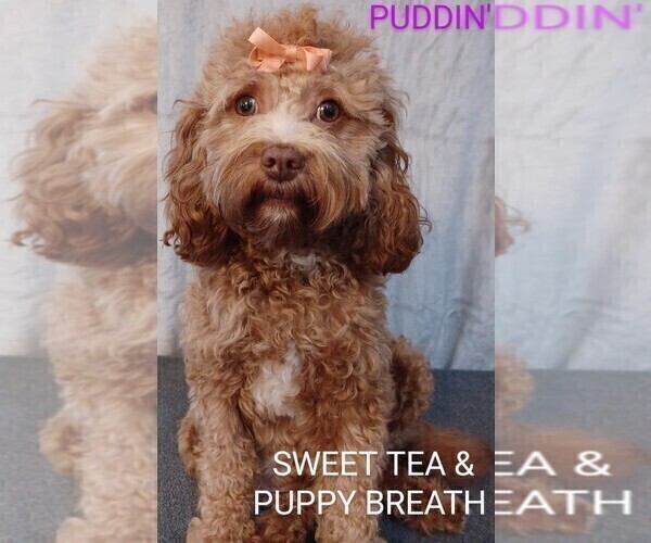 Medium Photo #1 Cavapoo Puppy For Sale in BEAUFORT, SC, USA