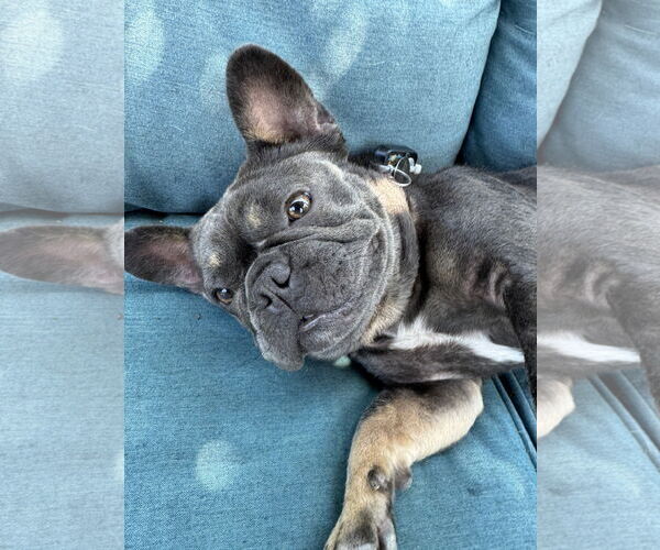 Medium Photo #3 French Bulldog Puppy For Sale in San Jose, CA, USA