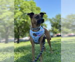 Small #11 Chihuahua Mix