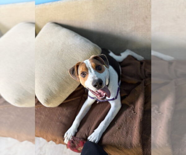 Medium Photo #11 Beagle-Unknown Mix Puppy For Sale in Elmsford, NY, USA