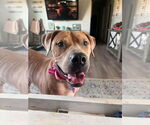 Small #1 American Pit Bull Terrier Mix