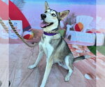Small #1 Siberian Husky