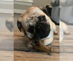 Small #1 Pug