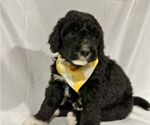 Doodle-Miniature Bernedoodle Mix Puppy for Sale in GREENEVILLE, Tennessee USA