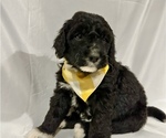 Image preview for Ad Listing. Nickname: Puppy #2 Ranger