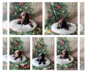Labradoodle-Poodle (Standard) Mix Puppy for sale in CLARKSVILLE, TN, USA