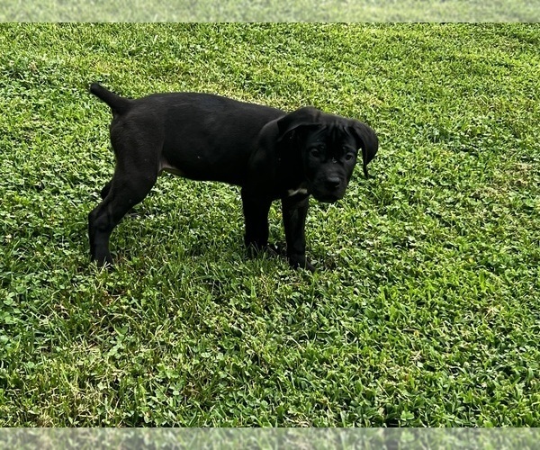 Medium Photo #1 Cane Corso Puppy For Sale in FREDERICKSBURG, VA, USA