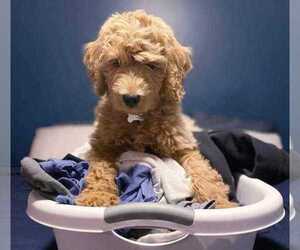 Goldendoodle Puppy for sale in CHARLESTON, SC, USA