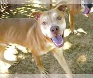 American Staffordshire Terrier-Huskies  Mix Dogs for adoption in Tallahassee, FL, USA