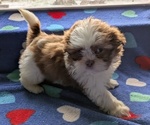 Puppy Ozzy Shih Tzu
