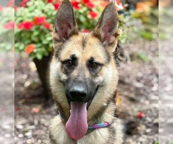 Medium Photo #1 German Shepherd Dog Puppy For Sale in Cranford, NJ, USA