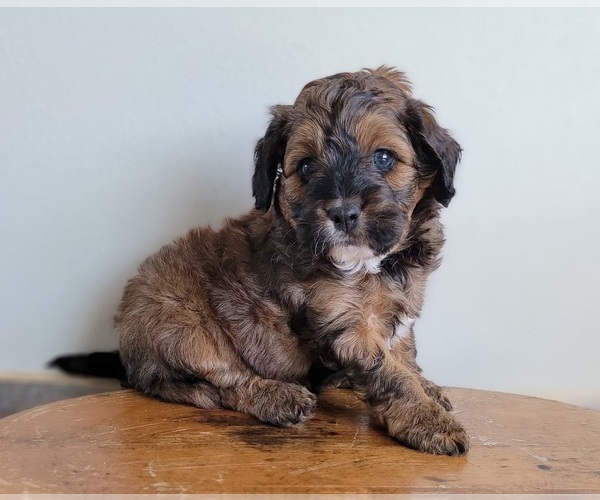 Medium Photo #1 Miniature Bernedoodle Puppy For Sale in CUBA CITY, WI, USA