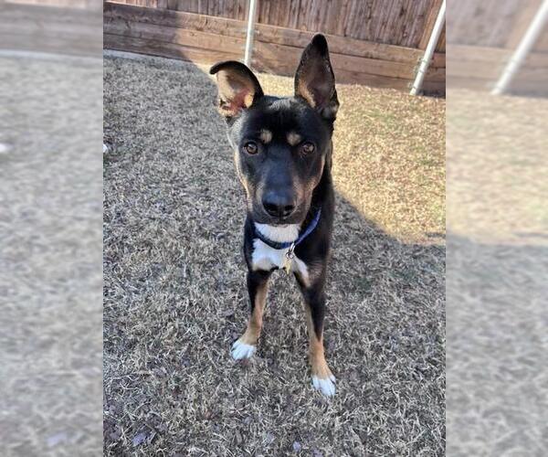 Medium Photo #3 Australian Kelpie-Unknown Mix Puppy For Sale in Plano, TX, USA