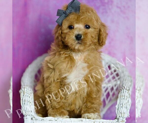 Medium Photo #1 Poodle (Miniature) Puppy For Sale in WARSAW, IN, USA