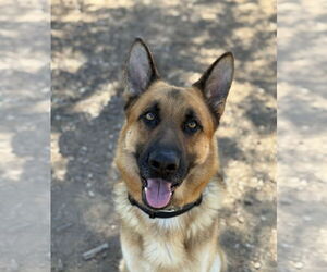 German Shepherd Dog Dogs for adoption in San Diego, CA, USA
