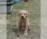 Small Photo #13 Labradoodle Puppy For Sale in ANACONDA, MT, USA