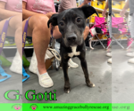 Small #15 Rottweiler-American Pit Bull Terrier