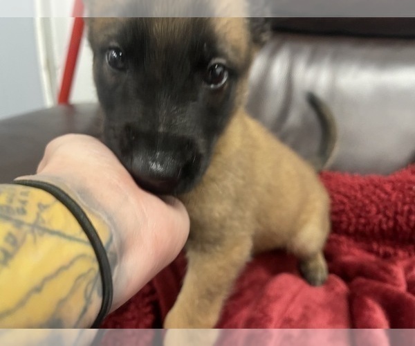 Medium Photo #24 Belgian Malinois Puppy For Sale in REESEVILLE, WI, USA