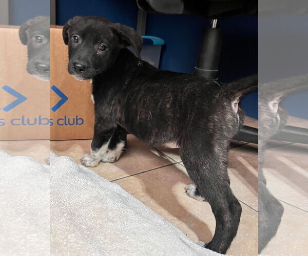 Medium Photo #2 American Staffordshire Terrier Puppy For Sale in Tracy City, TN, USA