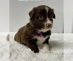 Small Photo #16 Australian Shepherd Puppy For Sale in NEOSHO, MO, USA