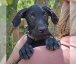 Small #4 Mutt