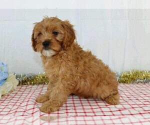 Cavapoo Puppy for sale in FREDERICKSBG, OH, USA